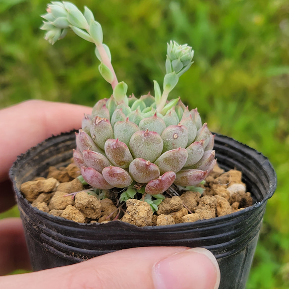 リトルポケット 多肉植物 エケベリア 3枚目の画像