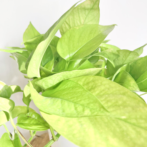 希少】観葉植物 最新品種 ポトス テルノわかくさ 5号 送料込み