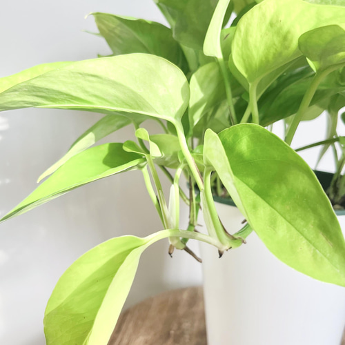 ☘観葉植物☘ポトス テルノわかくさ 5号 若草色 - メルカリ
