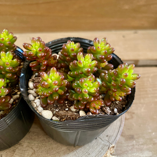 多肉植物 セダム レッドベリー 2ポットset 多肉植物 plant life