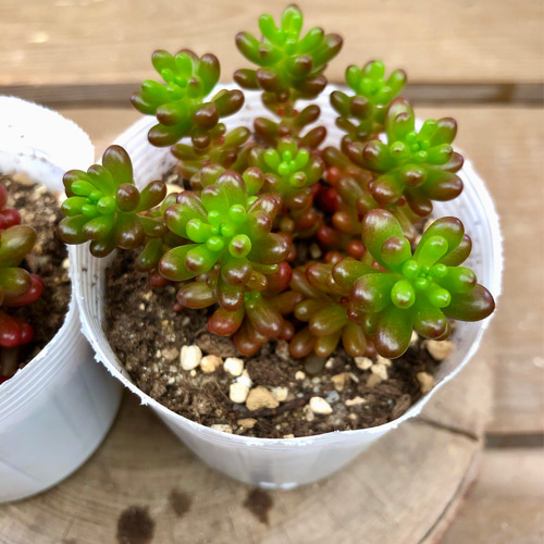 多肉植物 セダム レッドベリー 2ポットset 多肉植物 plant life 通販