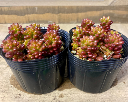 セダム 'レッドベリー' : にじはなPlants - 通販 - Yahoo