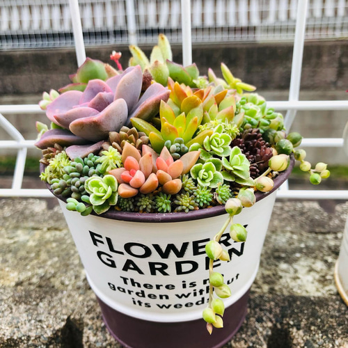 ☆多肉植物 寄せ植え〜フック付きブリキ缶寄せ植え セット