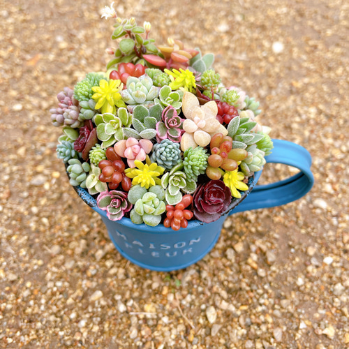 ミニカップブリキ缶の寄せ植え〜 多肉植物寄せ植え 多肉植物 ミニカップブリキ缶の寄せ植え〜 多肉植物寄せ植え 多肉植物
