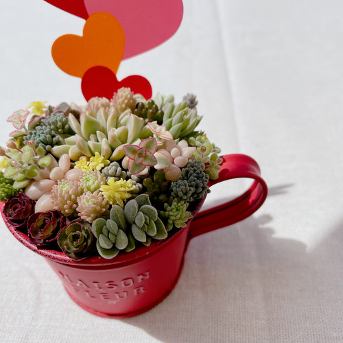 ミニカップブリキ缶の寄せ植え〜 多肉植物寄せ植え 多肉植物 ミニカップブリキ缶の寄せ植え〜 多肉植物寄せ植え 多肉植物