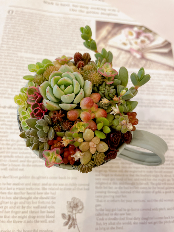 多肉植物　寄せ植え　（男前バージョン） 多肉植物の寄せ植え Table-S | 観葉植物の通販 AND PLANTS