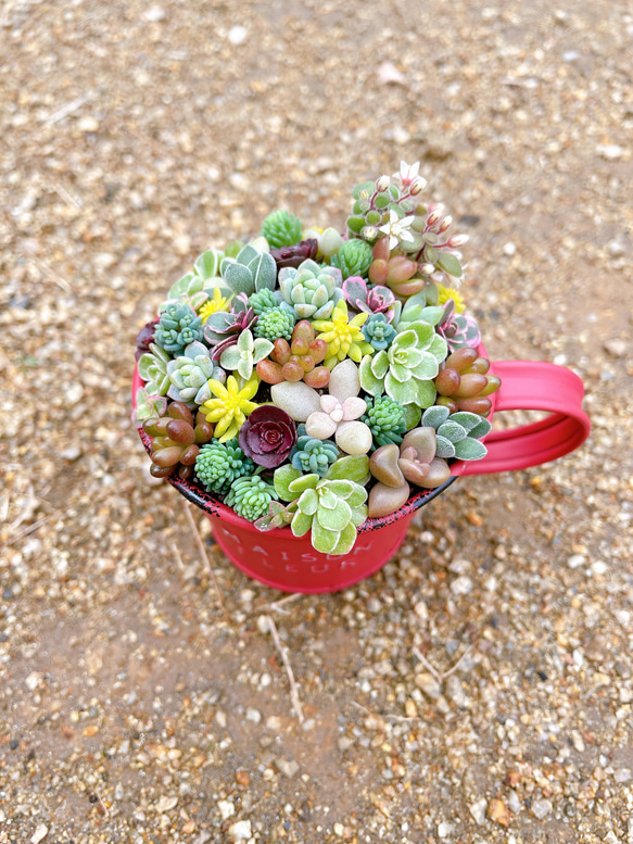 〜ミニカップブリキ缶の寄せ植え〜 多肉植物寄せ植え 多肉植物　プレゼント 敬老の日 ギフト 10枚目の画像