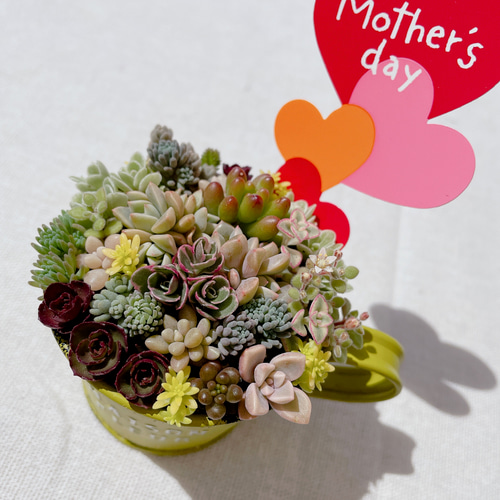 ☆多肉植物　寄せ植え〜フック付きブリキ缶寄せ植え　セット〜★ ☆多肉植物 寄せ植え〜フック付きブリキ缶寄せ植え セット