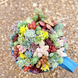 〜ミニカップブリキ缶の寄せ植え〜 多肉植物寄せ植え 多肉植物　プレゼント 敬老の日 ギフト 11枚目の画像