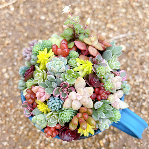 ミニカップブリキ缶の寄せ植え〜 多肉植物寄せ植え 多肉植物