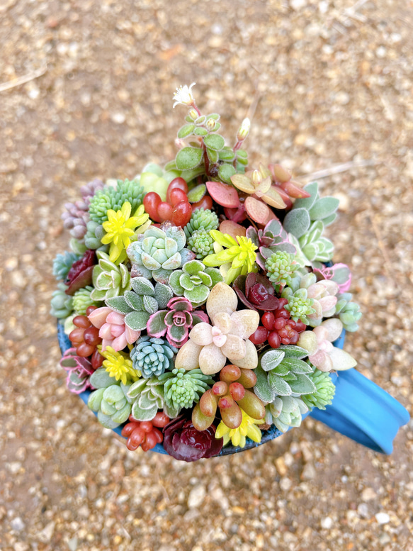 〜ミニカップブリキ缶の寄せ植え〜 多肉植物寄せ植え 多肉植物　プレゼント 敬老の日 ギフト 11枚目の画像