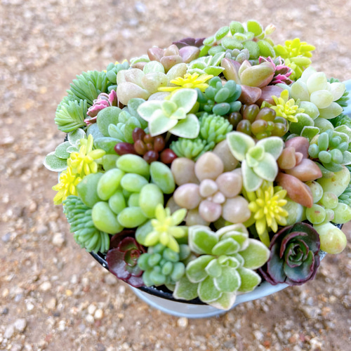 ミニカップブリキ缶の寄せ植え〜 多肉植物寄せ植え 多肉植物 ミニカップブリキ缶の寄せ植え〜 多肉植物寄せ植え 多肉植物