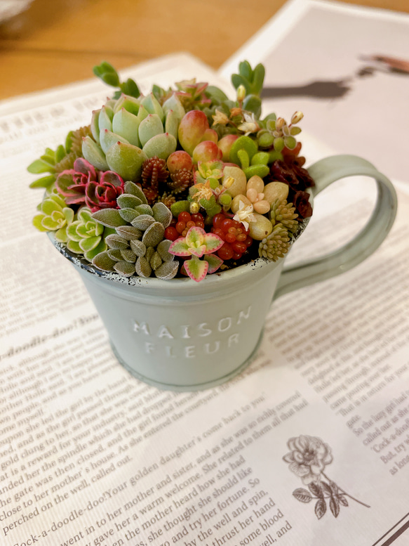 ミニカップブリキ缶の寄せ植え〜 多肉植物寄せ植え 多肉植物