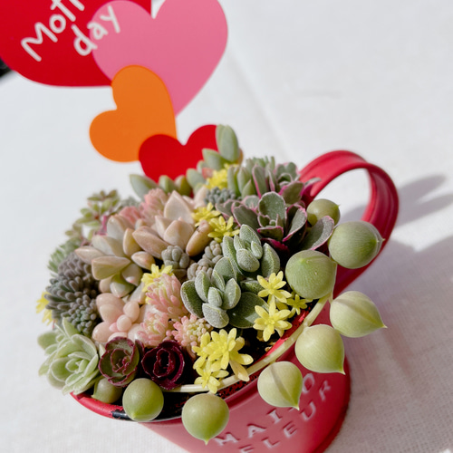 ☆多肉植物　寄せ植え〜フック付きブリキ缶寄せ植え　セット〜★ ☆多肉植物 寄せ植え〜フック付きブリキ缶寄せ植え セット〜☆