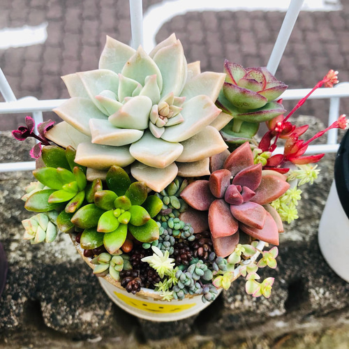 ニコちゃん缶の寄せ植え〜 多肉植物寄せ植え 多肉植物 多肉寄せ