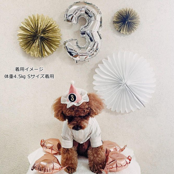 チュールとんがり帽子 付け替え可能ナンバープレート 100日祝い マンスリーフォト 誕生日 バースデー 犬 猫 ペット 19枚目の画像