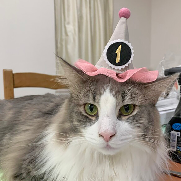 チュールとんがり帽子 付け替え可能ナンバープレート 100日祝い マンスリーフォト 誕生日 バースデー 犬 猫 ペット 17枚目の画像
