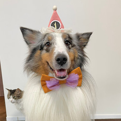 チュールとんがり帽子 付け替え可能ナンバープレート 100日祝い マンスリーフォト 誕生日 バースデー 犬 猫 ペット 18枚目の画像