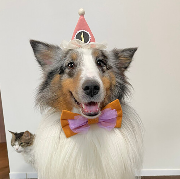 チュールとんがり帽子 付け替え可能ナンバープレート 100日祝い マンスリーフォト 誕生日 バースデー 犬 猫 ペット 18枚目の画像