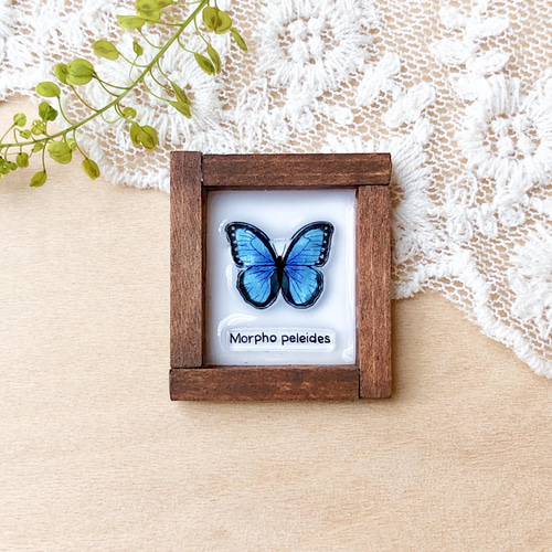 蝶々のブローチ【ブローチ/ピンバッジ】ペレイデスモルフォ ブローチ