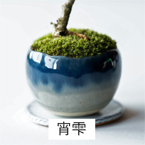 亡き祖父の年代物のウケザキカイドウの盆栽（横浜の自宅に本日中に