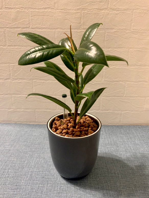 ゴムの木 観葉植物 ハイドロカルチャー