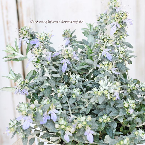 (ᵔᴥᵔ)苗木　常緑　ツリージャーマンダー アイスキューブ♡シルバーリーフ♡ 常緑低木 ツリージャーマンダー アイスキューブ 3号 シルバーリーフ