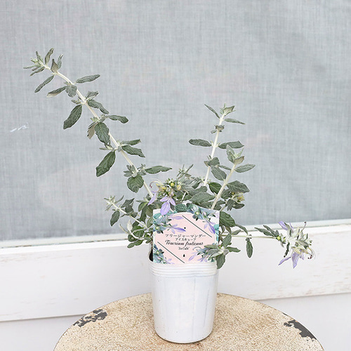 (ᵔᴥᵔ)苗木　常緑　ツリージャーマンダー アイスキューブ♡シルバーリーフ♡ ツリージャーマンダー アイスキューブ 【花木苗 3号】｜ 【植物の