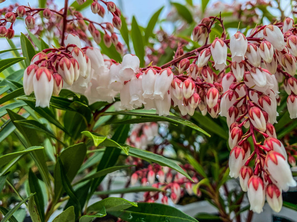 琉球あせび ☆花☆ガーデニング☆観葉植物☆鑑賞☆植木鉢 アート 