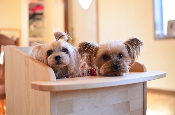 わんチェアー　犬用チェア 楽天市場】わんチェアー（犬用イス） : Bellos