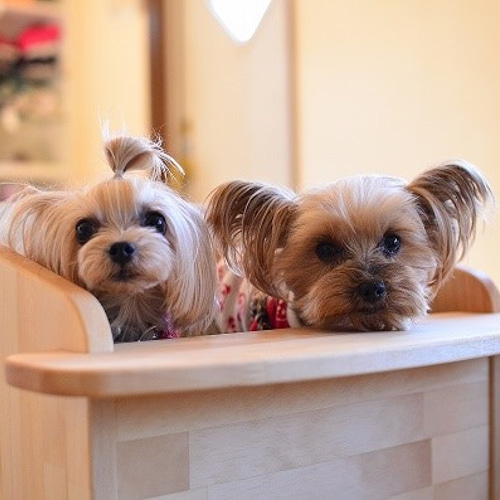 わんチェアー　犬用チェア 楽天市場】わんチェアー（犬用イス） : Bellos