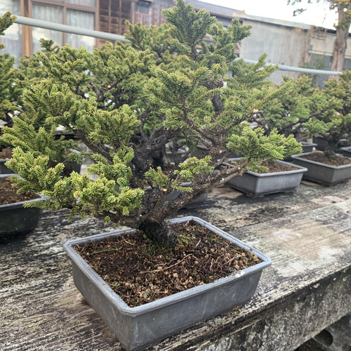 八房蝦夷松 樹齢50年 ☆盆栽☆観葉植物☆松☆植物 盆栽 Nagao 八房蝦夷松 樹齢50年 ☆盆栽☆観葉植物☆松☆植物 盆栽 Nagao