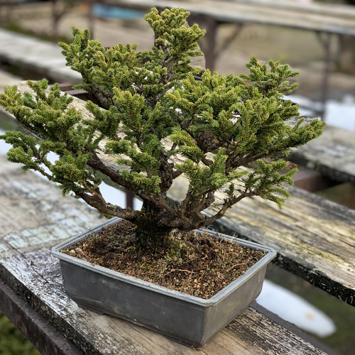 八房蝦夷松 樹齢50年 ☆盆栽☆観葉植物☆松☆植物 盆栽 Nagao 八房蝦夷松 樹齢50年 ☆盆栽☆観葉植物☆松☆植物 盆栽 Nagao