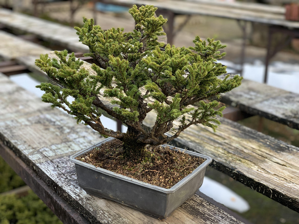 八房蝦夷松　樹齢50年　☆盆栽☆観葉植物☆松☆植物 1枚目の画像