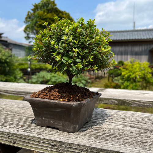 雲仙こめつつじ ☆花☆観葉植物☆ガーデニング☆フラワー☆盆栽 アート