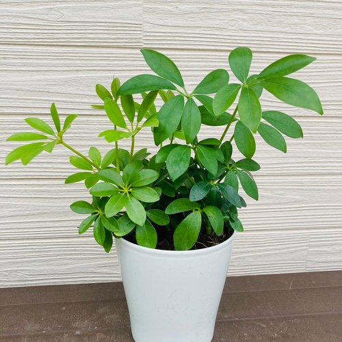 シェフレラ カポック 3株まとめてセット 観葉植物☆ アート
