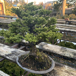 八房蝦夷松　樹齢70年　☆盆栽☆観葉植物☆ガーデニング☆ 2枚目の画像