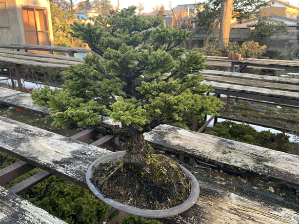 八房蝦夷松　樹齢70年　☆盆栽☆観葉植物☆ガーデニング☆ 2枚目の画像