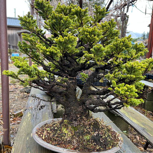 八房蝦夷松 樹齢70年 ☆盆栽☆観葉植物☆ガーデニング☆ 盆栽 八房蝦夷松 樹齢70年 ☆盆栽☆観葉植物☆ガーデニング☆ 盆栽