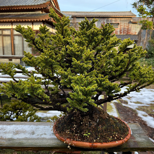 八房蝦夷松 樹齢70年 ☆盆栽☆観葉植物☆ガーデニング☆ 盆栽 八房蝦夷松 樹齢70年 ☆盆栽☆観葉植物☆ガーデニング☆ 盆栽