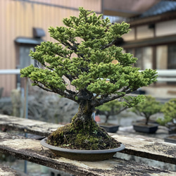 八房蝦夷松　樹齢70年　☆盆栽☆観葉植物☆ガーデニング☆ 1枚目の画像