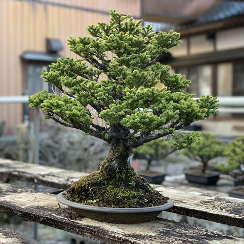 八房蝦夷松 樹齢70年 ☆盆栽☆観葉植物☆ガーデニング☆ 盆栽 Nagao ...