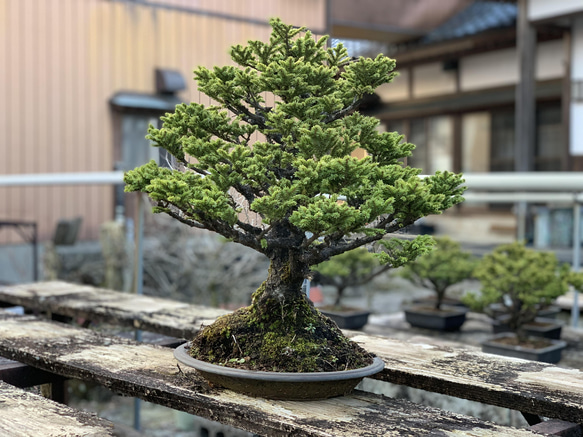 八房蝦夷松　樹齢70年　☆盆栽☆観葉植物☆ガーデニング☆ 1枚目の画像