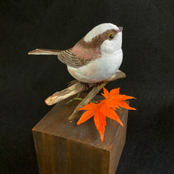 14bcfb4cafdc901711732502ac3d9c