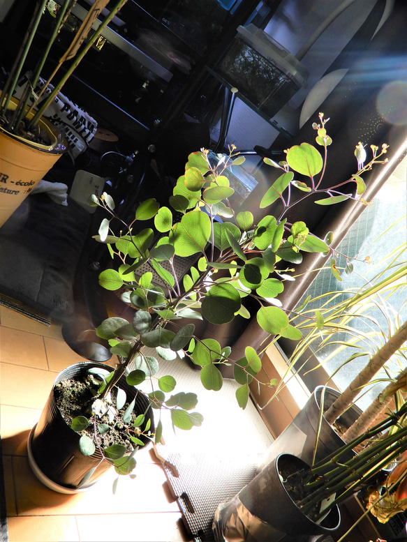 ユーカリ・ポリアンセモス　グリーン　ガーデニング　植物　ポポラス 5枚目の画像