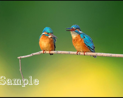 古伊万里　カワセミ 850cccad9b9ba66079798a613f9364