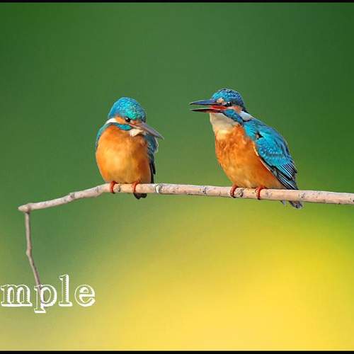 ◇ カワセミ 2L判サイズ(127X178mm）2枚組 写真・グラフィック マーク