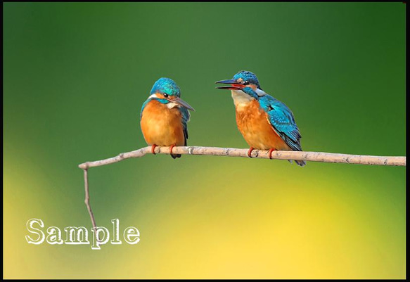 ◇ カワセミ 2L判サイズ(127X178mm）2枚組 写真・グラフィック マーク