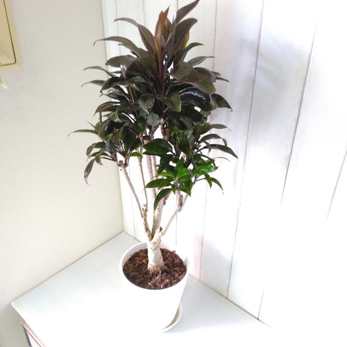 観葉植物 コルジリネ・ターミナリスパープルコンパクタ 8号鉢 120センチ 現物 観葉植物 コルジリネ・ターミナリスパープルコンパクタ 8号鉢 120