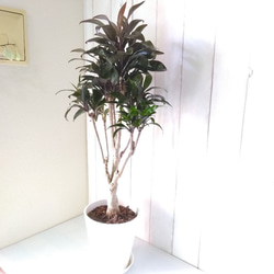 現品】コルジリネ【パープルコンパクタ】 個性的樹形の観葉植物